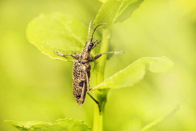 Free download black spotted longhorn beetle insect free picture to be edited with GIMP free online image editor