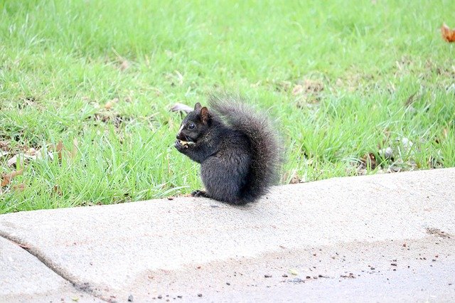 Free download Black Squirrel Animal -  free photo or picture to be edited with GIMP online image editor