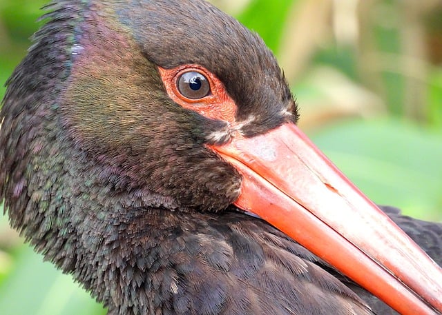 Free download black stork ciconia nigra bird free picture to be edited with GIMP free online image editor