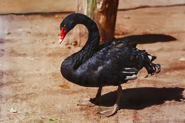 Free download Black Swan Birds Zoograd -  free photo or picture to be edited with GIMP online image editor