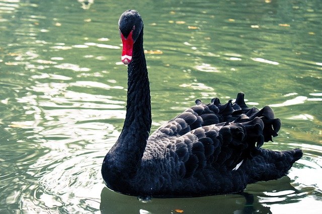 Free download Black Swan Lake Animal -  free photo or picture to be edited with GIMP online image editor