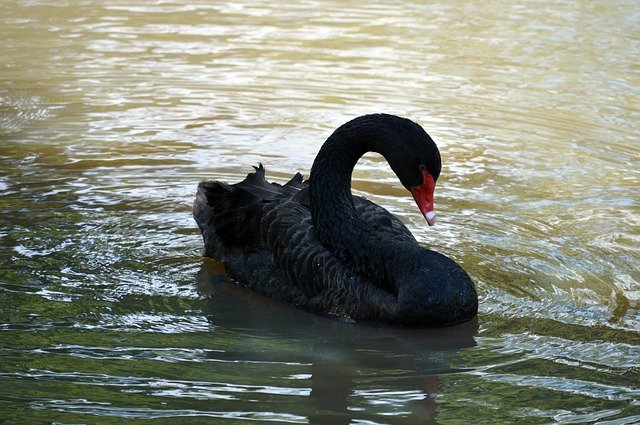 Free download Black Swan Nature -  free photo or picture to be edited with GIMP online image editor