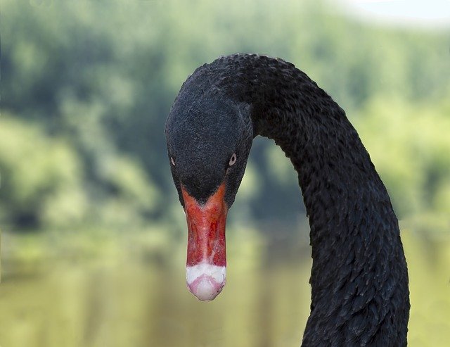 Free download Black Swan Waterfowl -  free photo or picture to be edited with GIMP online image editor