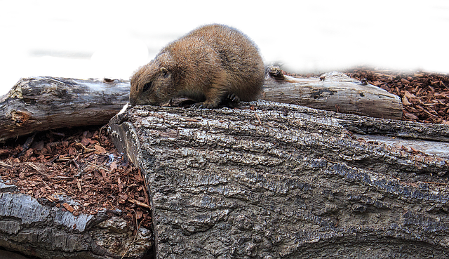 Free download Black-Tailed Prairie Dog Cynomys -  free illustration to be edited with GIMP free online image editor