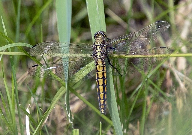 Free download Black Tailed Skimmer Female -  free photo or picture to be edited with GIMP online image editor