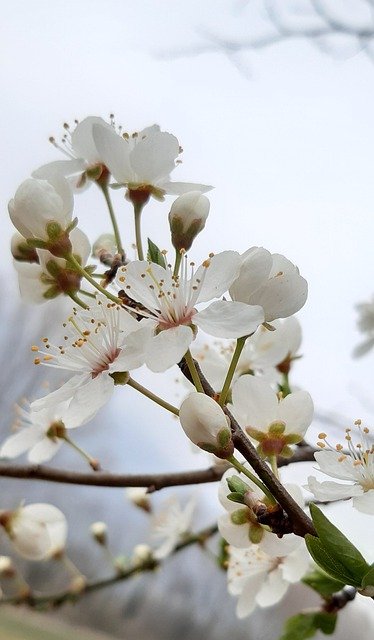 Free download blackthorn flowers branch free picture to be edited with GIMP free online image editor