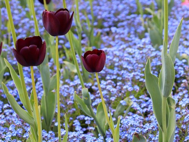 Free download Black Tulips Blue Aubrieta Bloom -  free photo or picture to be edited with GIMP online image editor