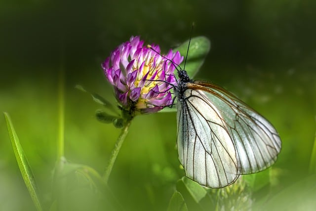 Free download black veined white butterfly insect free picture to be edited with GIMP free online image editor