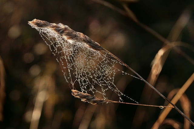 Free download blades of grass cobwebs dewdrop free picture to be edited with GIMP free online image editor