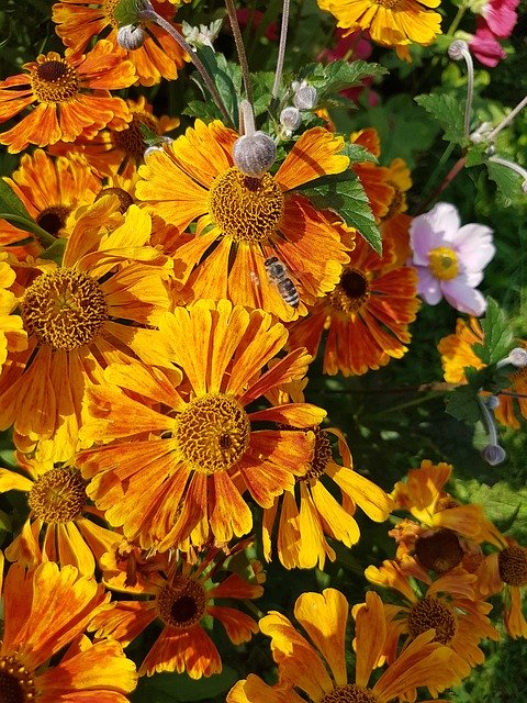 Free download Blanket Gaillardia Summer -  free photo or picture to be edited with GIMP online image editor