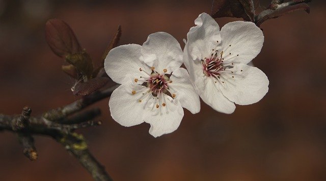 Free download Blood Plum Blossom Bloom -  free photo or picture to be edited with GIMP online image editor