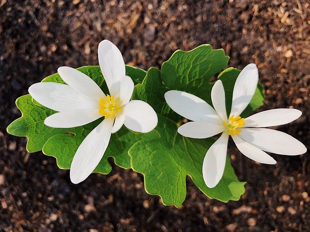 Free download Bloodroot Flower Wildflower -  free photo or picture to be edited with GIMP online image editor