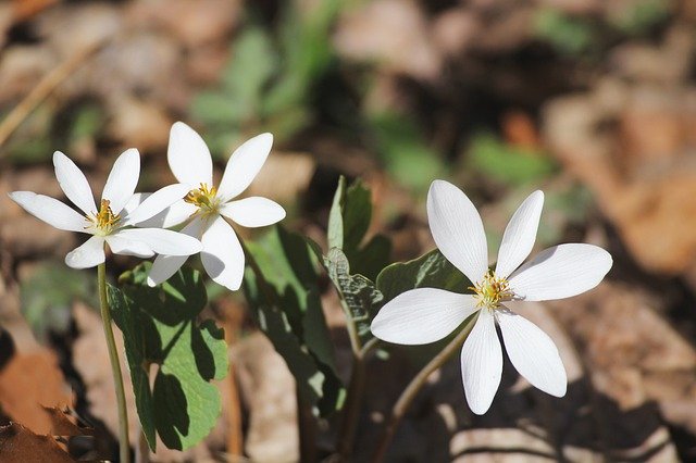 Free download Blood Root Sanguinaria Canadensis -  free photo or picture to be edited with GIMP online image editor