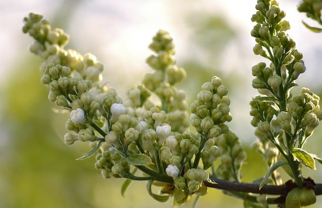 Free download blooms flower buds flower flora free picture to be edited with GIMP free online image editor