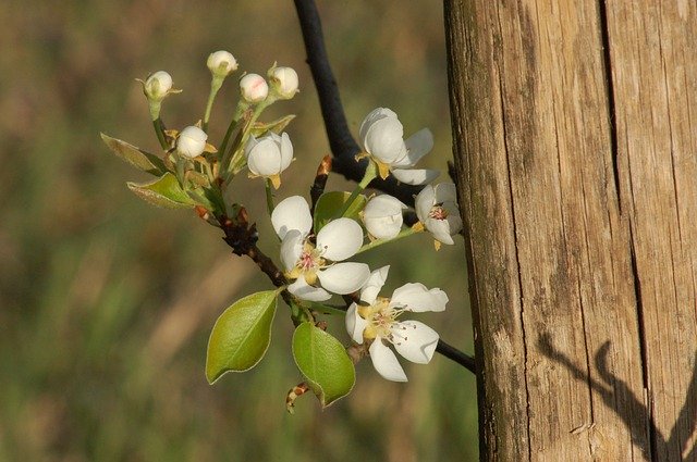 Free download Bloom Spring Orchard -  free photo or picture to be edited with GIMP online image editor