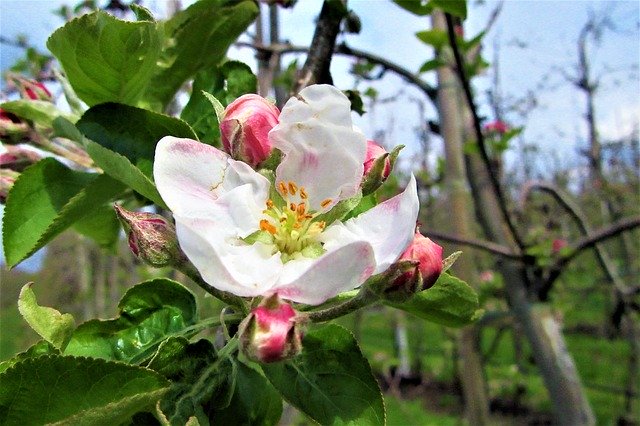 Free download Blossom Apple Pink -  free photo or picture to be edited with GIMP online image editor