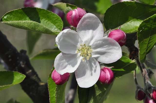 Free download Blossom Bloom Apple Tree -  free photo or picture to be edited with GIMP online image editor