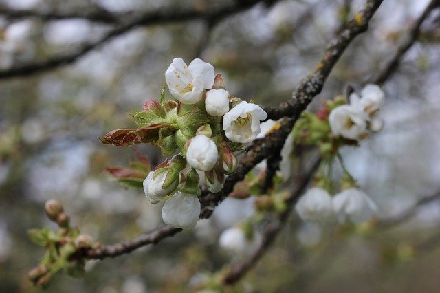 Free download Blossom Bloom Branch -  free photo or picture to be edited with GIMP online image editor