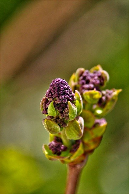 Free download blossom bloom bud spring purple free picture to be edited with GIMP free online image editor