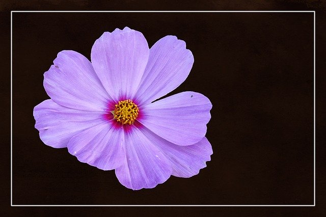 Free download Blossom Bloom Cosmea -  free illustration to be edited with GIMP free online image editor