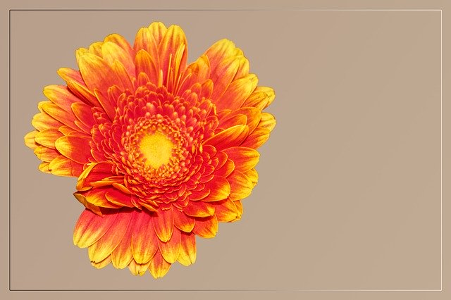 Free download Blossom Bloom Gerbera -  free illustration to be edited with GIMP free online image editor