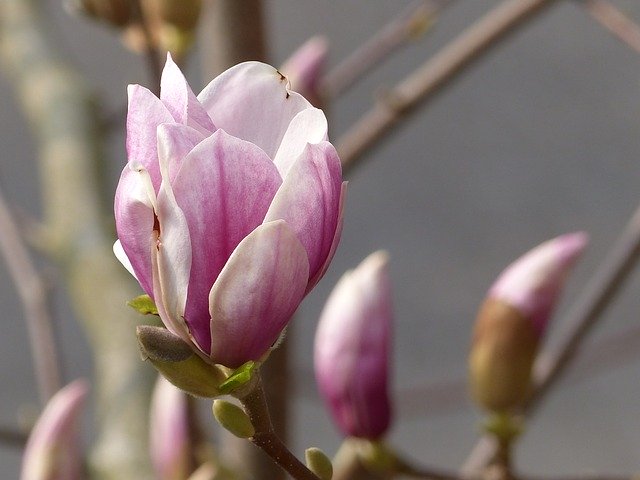 Free download Blossom Bloom Magnolia -  free photo or picture to be edited with GIMP online image editor