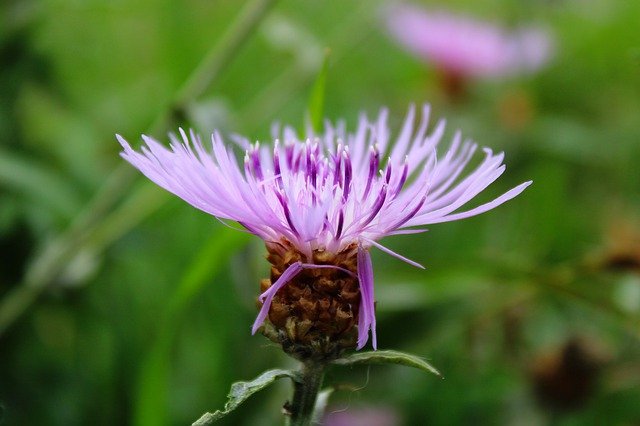 Free download blossom bloom purple v nature free picture to be edited with GIMP free online image editor