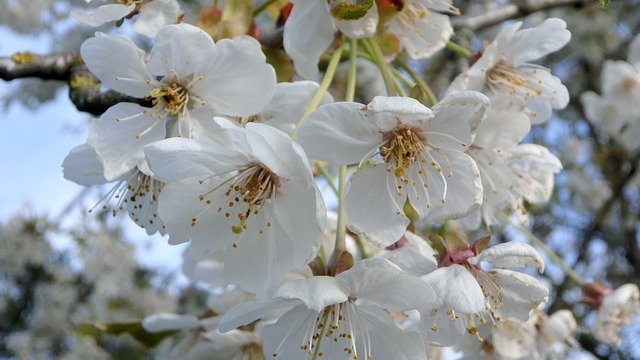 Free download Blossom Bloom Spring Tree -  free photo or picture to be edited with GIMP online image editor