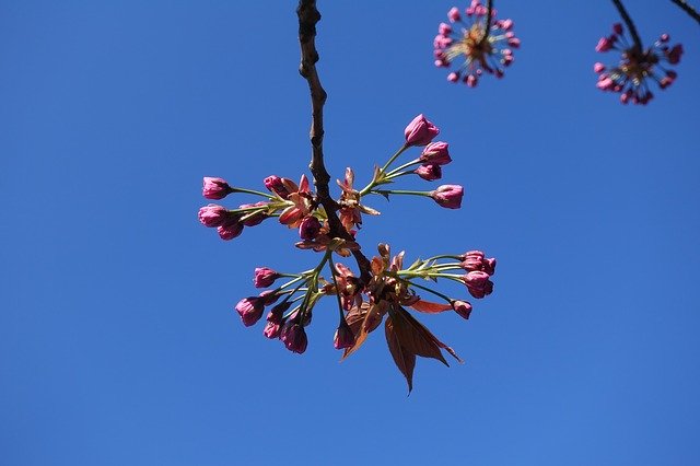 Free download Blossom Blue Sky Spring -  free photo or picture to be edited with GIMP online image editor