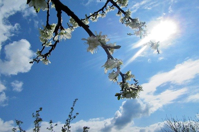 Free download Blossom Blue Sky Sun -  free photo or picture to be edited with GIMP online image editor