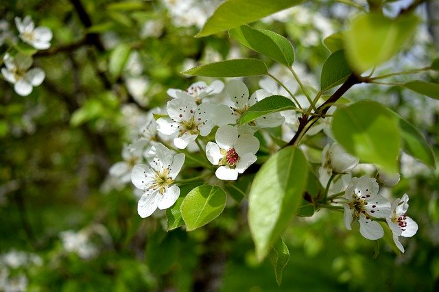 Free download Blossom Flower Fruit -  free photo or picture to be edited with GIMP online image editor