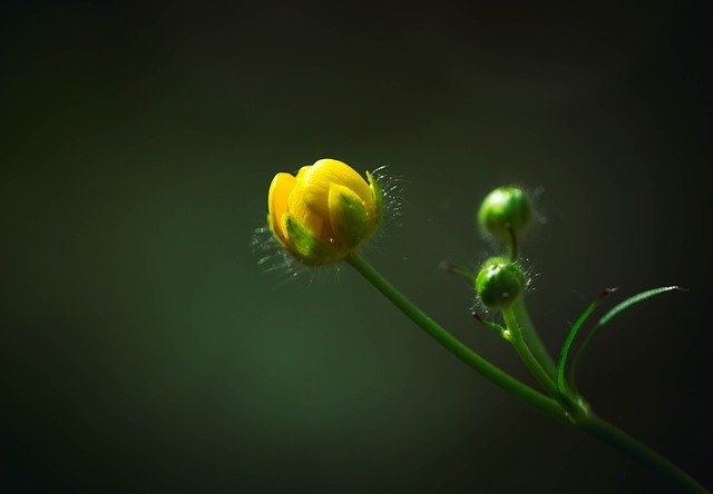 Free download Blossom Flower Plant free photo template to be edited with GIMP online image editor