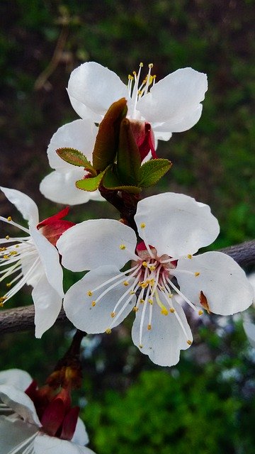 Free download Blossom Flowers Nature -  free photo or picture to be edited with GIMP online image editor