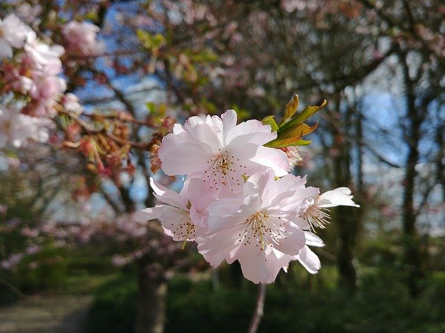 免费下载 Blossom Nature Forest - 可使用 GIMP 在线图像编辑器编辑的免费照片或图片