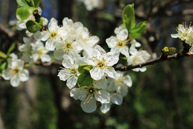 Free download Blossom Plum Branch -  free photo or picture to be edited with GIMP online image editor