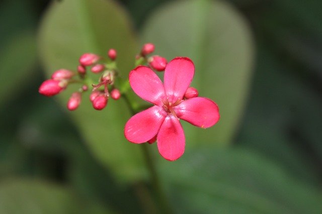 Free download Blossoms Flower Pink -  free photo or picture to be edited with GIMP online image editor