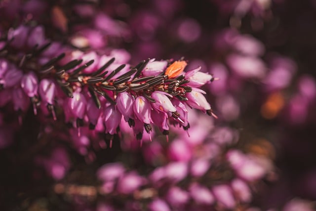 Free download blossoms pink garden plant nature free picture to be edited with GIMP free online image editor