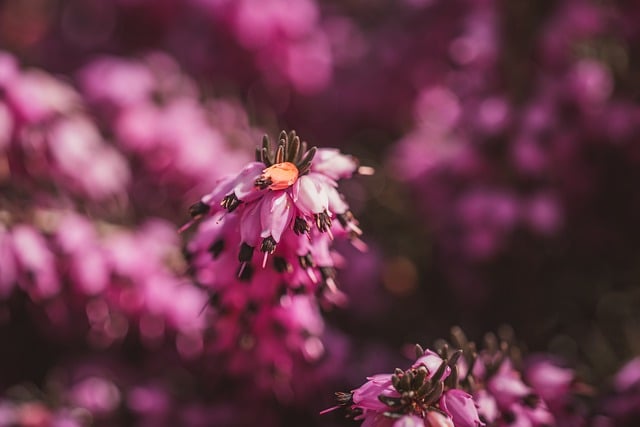 Free download blossoms pink nature garden spring free picture to be edited with GIMP free online image editor