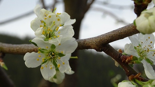 Free download Blossom Spring Tree -  free photo or picture to be edited with GIMP online image editor