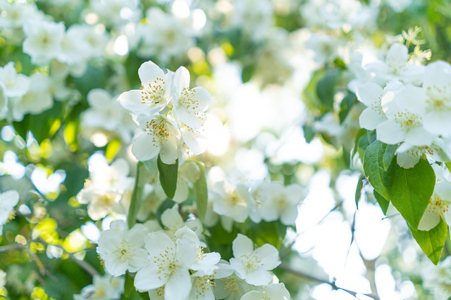 Free download blossoms spring fragrance jasmine free picture to be edited with GIMP free online image editor