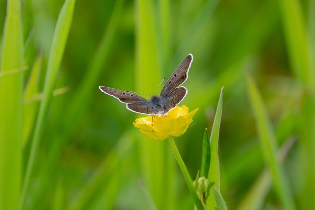 Free download Blue Also Dark Brown Meadow Spring -  free photo or picture to be edited with GIMP online image editor