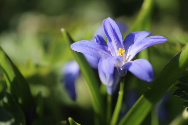 Free download blue asterisk bluebell blue star free picture to be edited with GIMP free online image editor