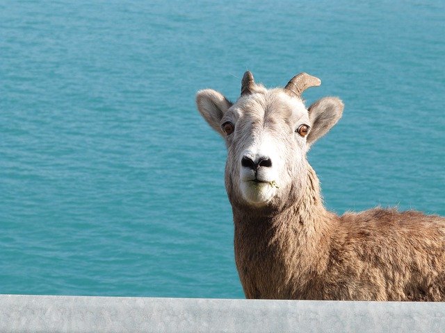 Free download Blue Background Goat Mountain -  free photo or picture to be edited with GIMP online image editor