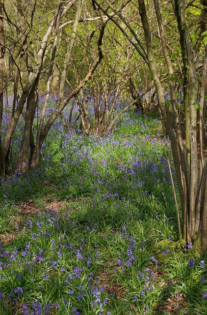 Free download Bluebells Bluebell Woods Spring -  free photo or picture to be edited with GIMP online image editor