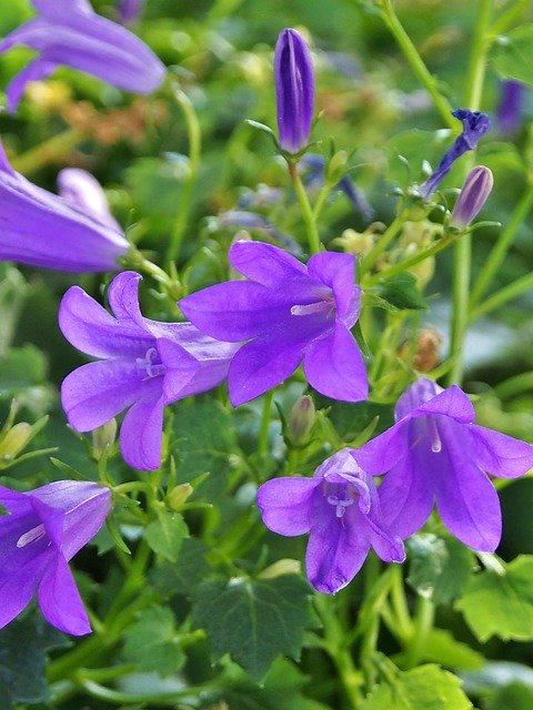 Free download Bluebells Purple Flowers -  free photo or picture to be edited with GIMP online image editor