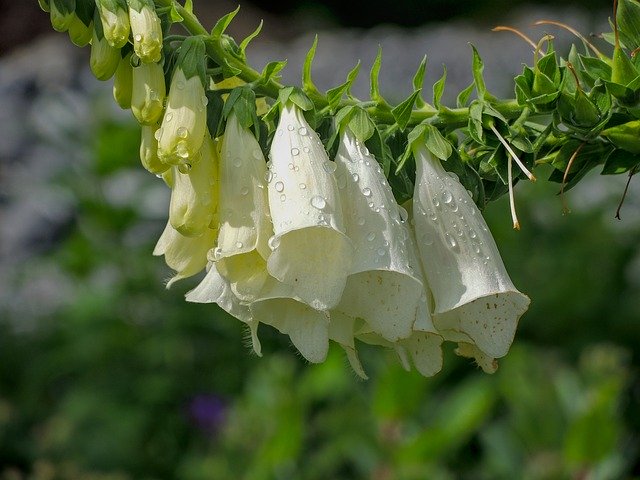 Free download Bluebells White Drip -  free photo or picture to be edited with GIMP online image editor