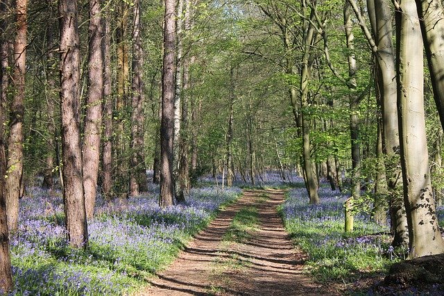 Free download Bluebells Woodland Nature -  free photo or picture to be edited with GIMP online image editor