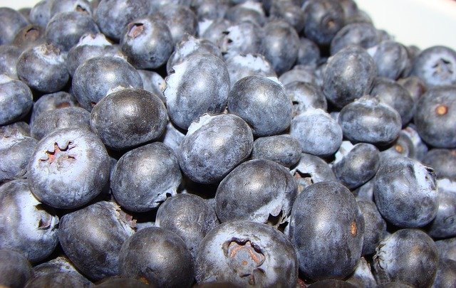 Free download Blueberries Blue Fruit -  free photo or picture to be edited with GIMP online image editor