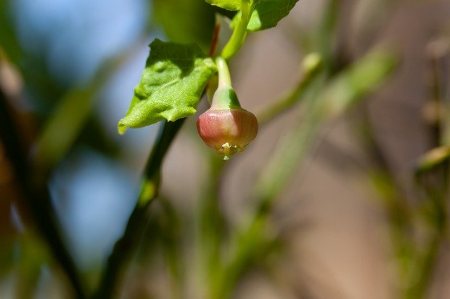 Free download Blueberry Blossom Forest -  free photo or picture to be edited with GIMP online image editor