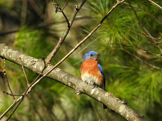 Free download Bluebird Blue Bird -  free photo or picture to be edited with GIMP online image editor